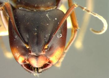 Media type: image; Entomology 21447   Aspect: head frontal view